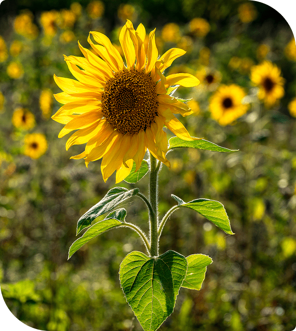 Bright sunflower standing tall in a vibrant field.