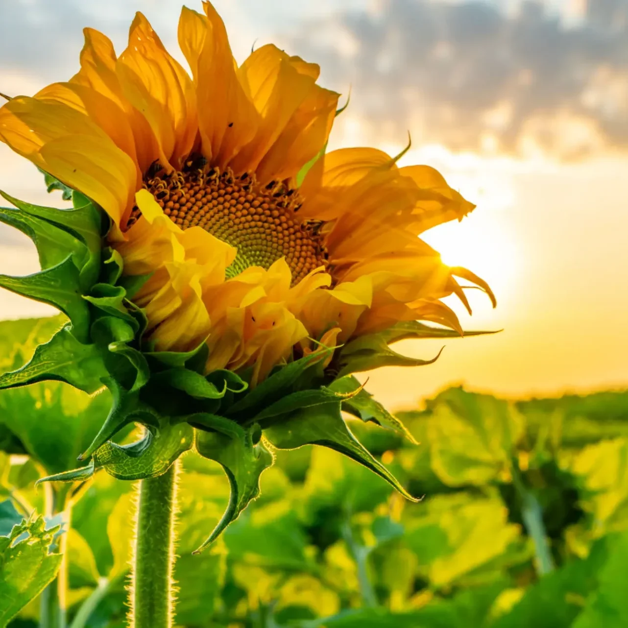 Bright sunflower blooming under a warm sunset sky.