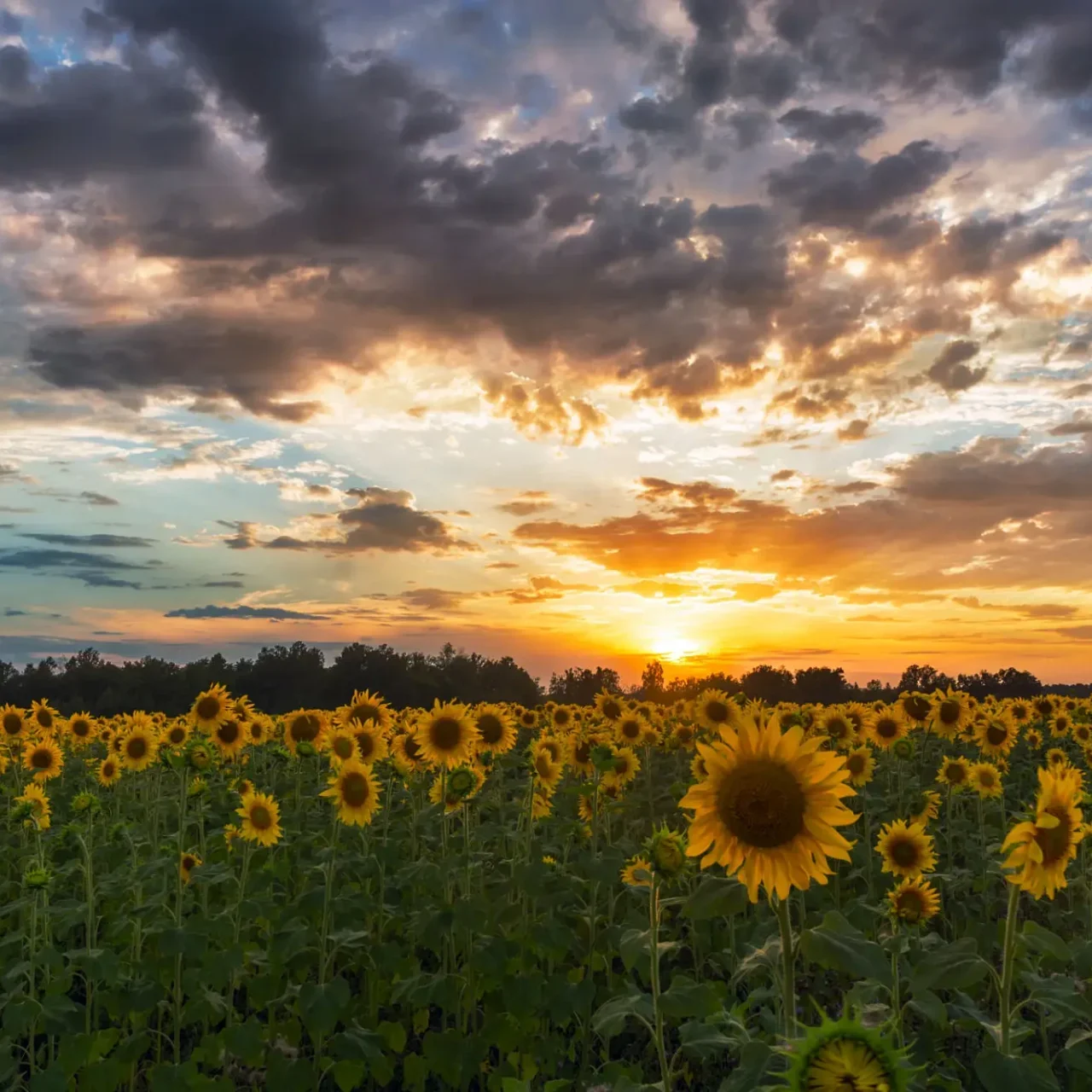 Sunset over a vast field of blooming sunflowers under a dramatic sky.